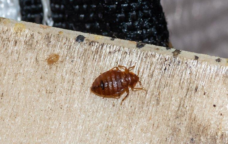 Image of a bed bug