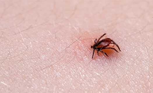 image of a household tick